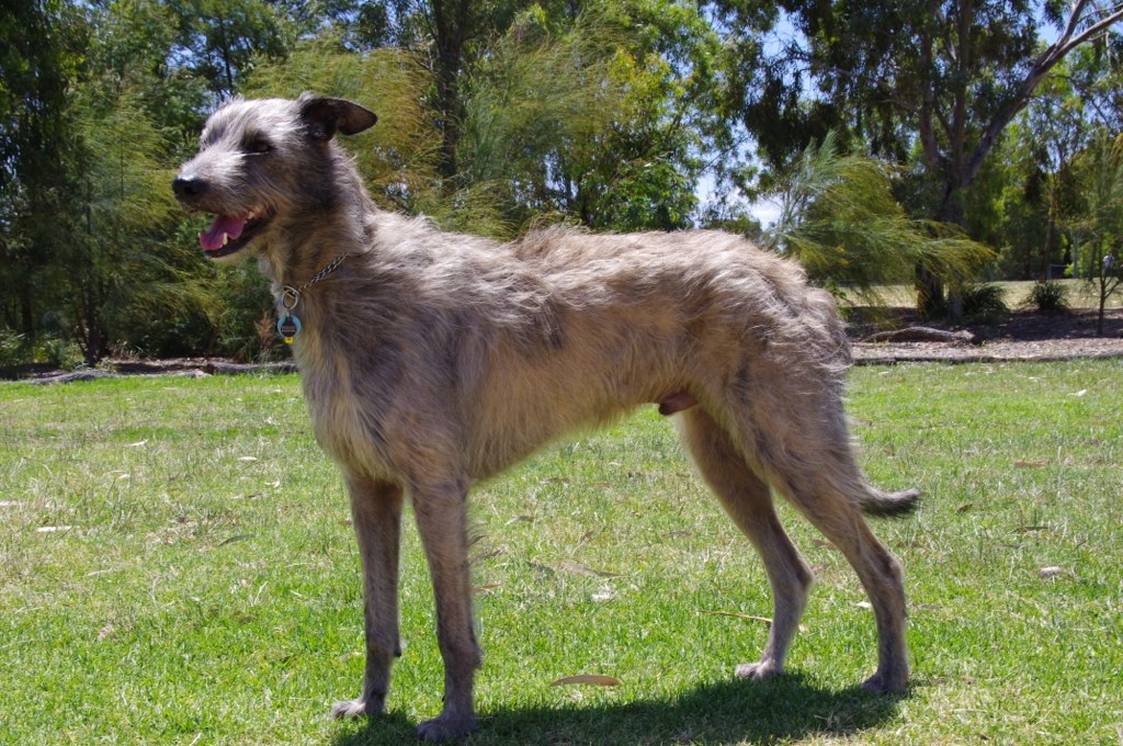 Deerhound Lurcher