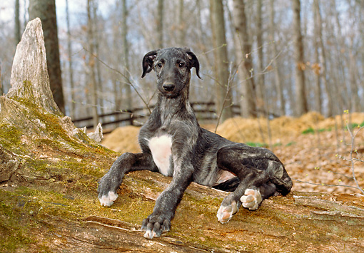 Deerhound Puppy