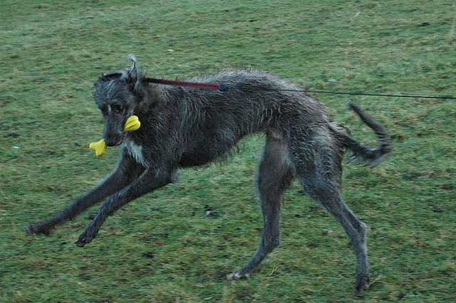 Deerhound Puppy