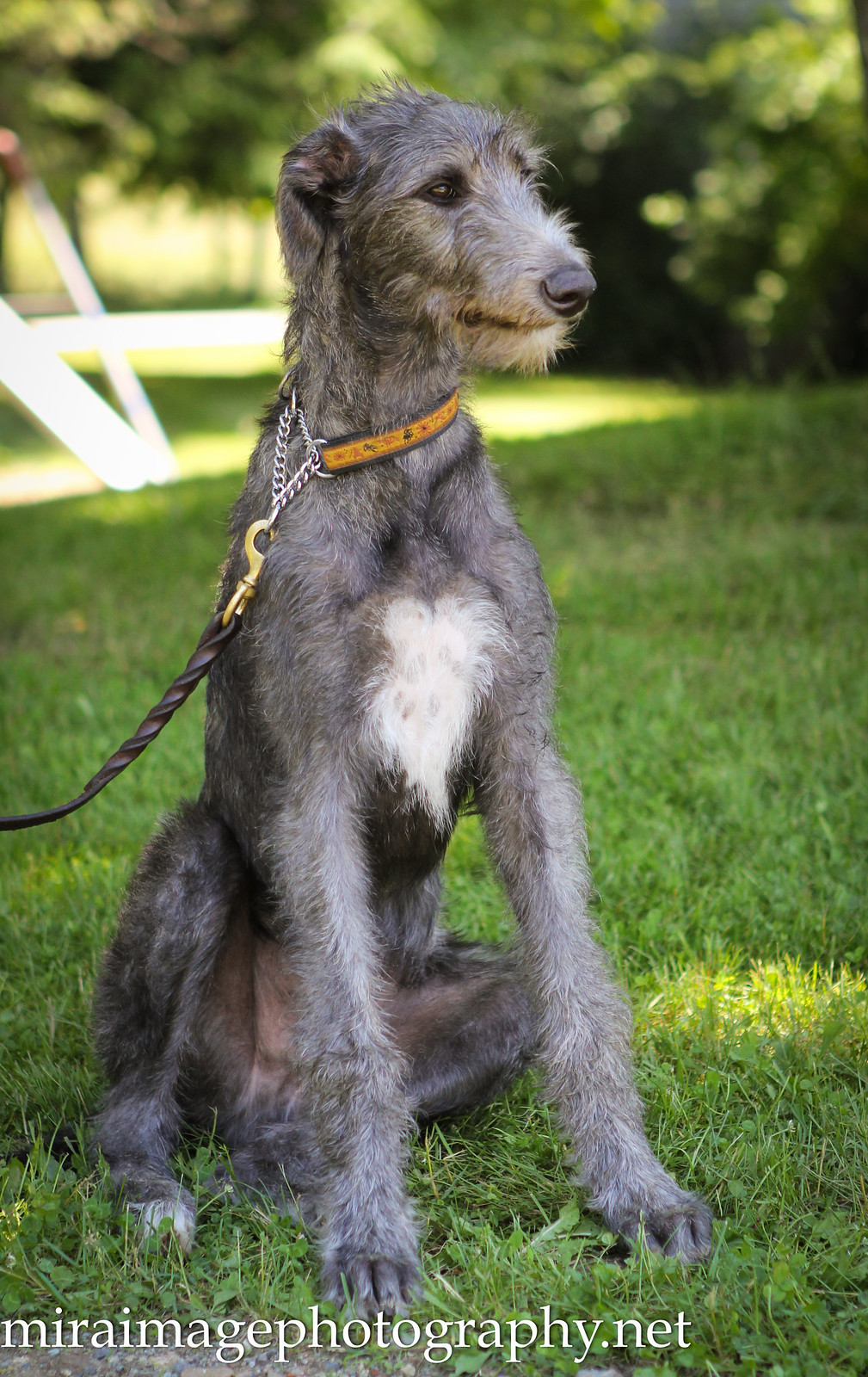 Deerhound Puppy