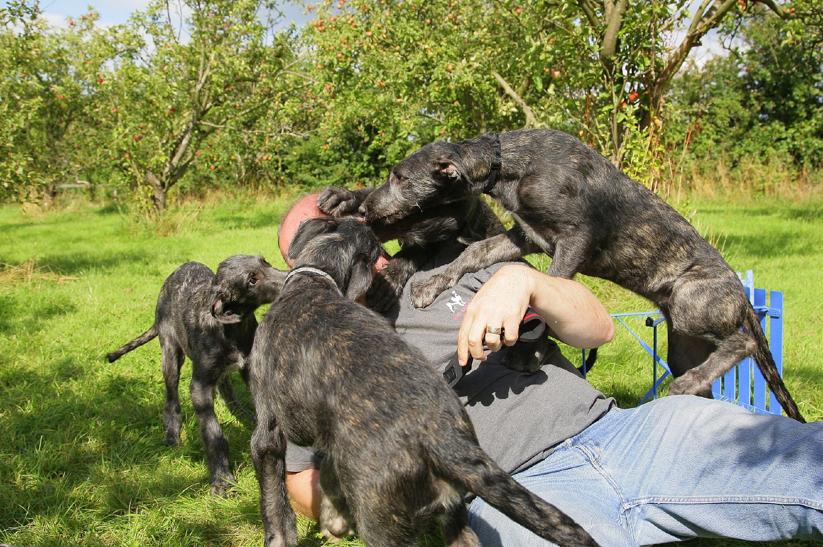 Deerhound Puppy