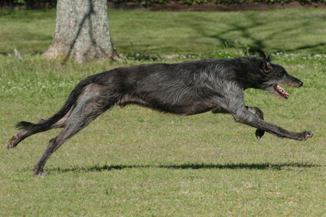 Deerhound Puppy