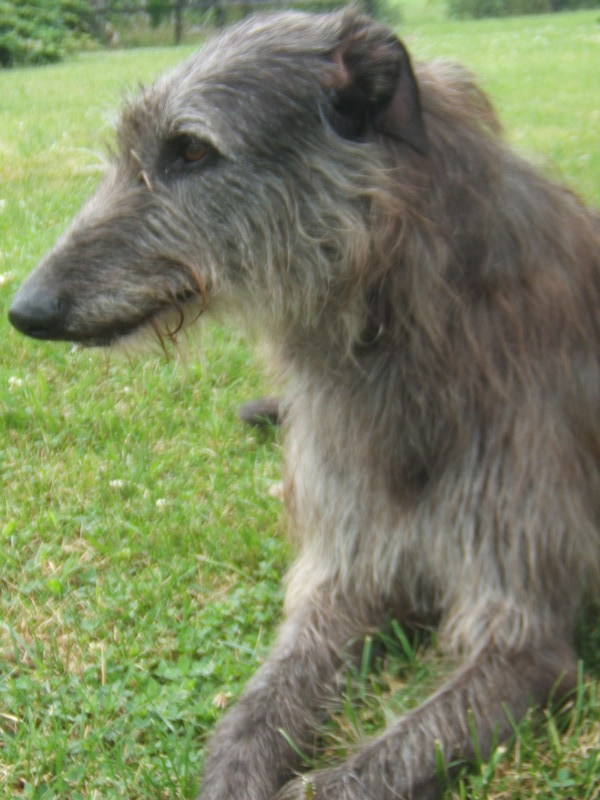 Deerhound Puppy