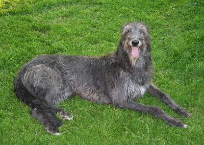 Deerhound Puppy