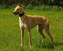 Deerhound X Greyhound