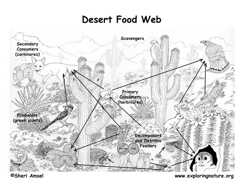 Desert Food Chain Pictures