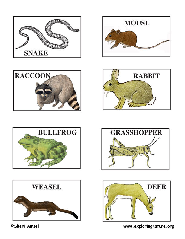 Desert Food Chain Pictures