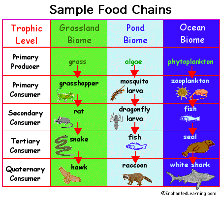 Desert Food Chain Pictures