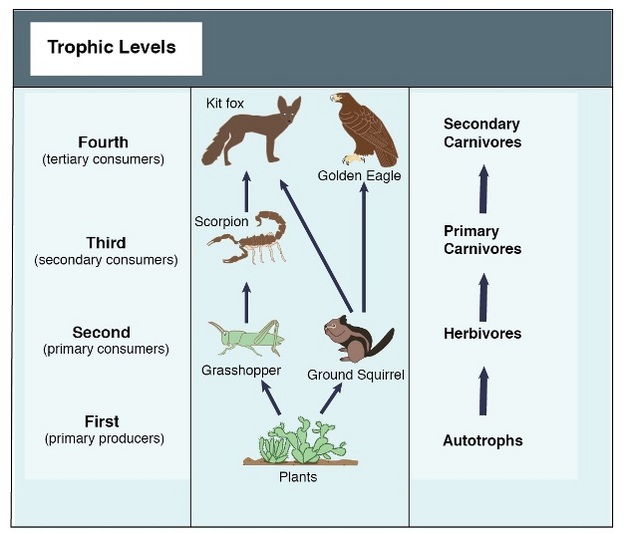 Desert Food Chain Pictures