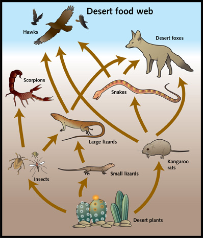 Desert Food Chain Pictures