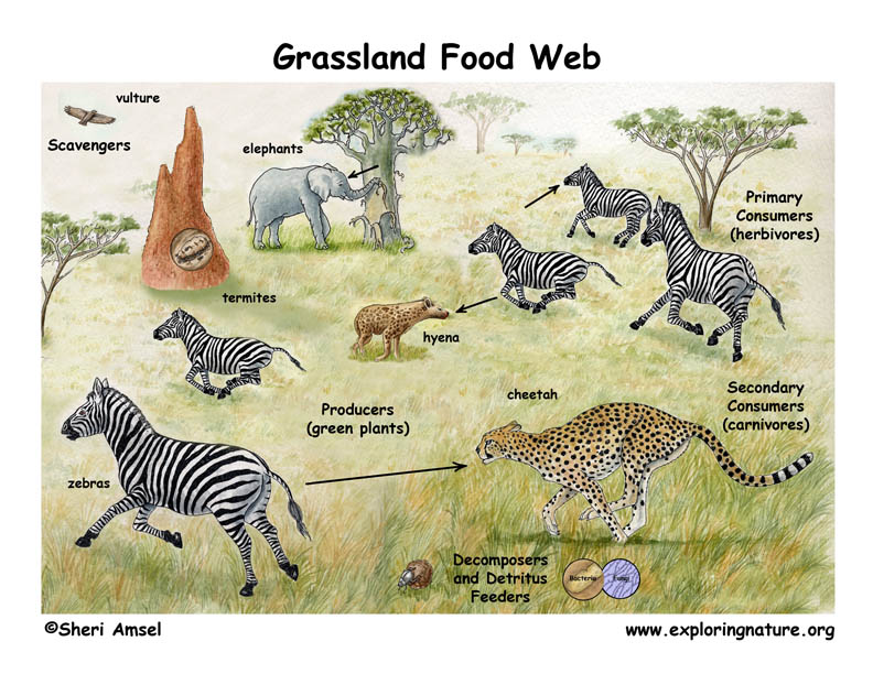 Desert Food Web Diagram