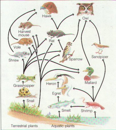 Desert Food Web Diagram