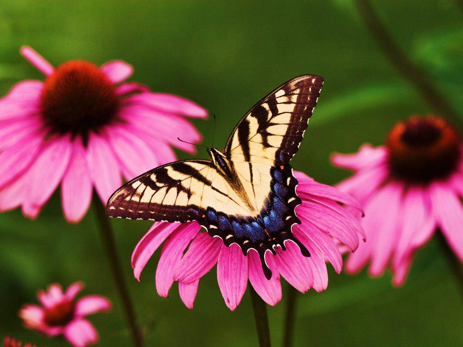 Desktop Wallpaper Flowers Natural