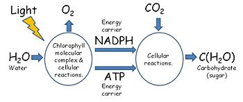 Detailed Photosynthesis Diagram