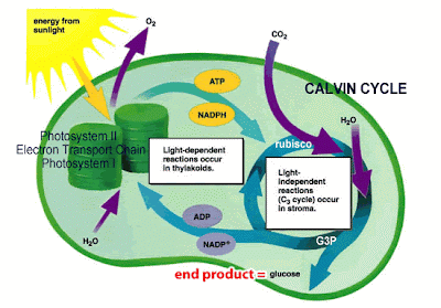 Detailed Photosynthesis Diagram