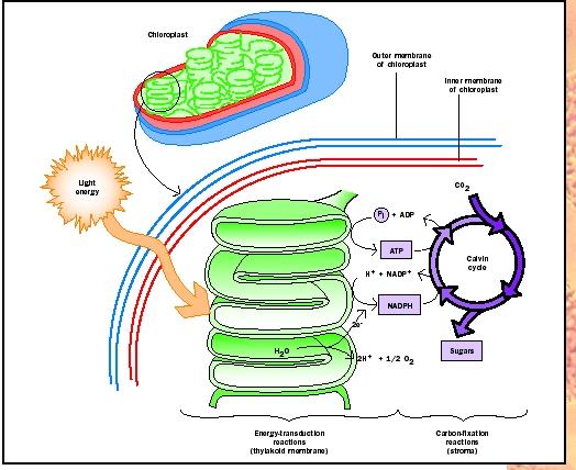 Detailed Photosynthesis Diagram