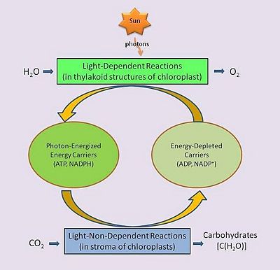 Detailed Photosynthesis Diagram