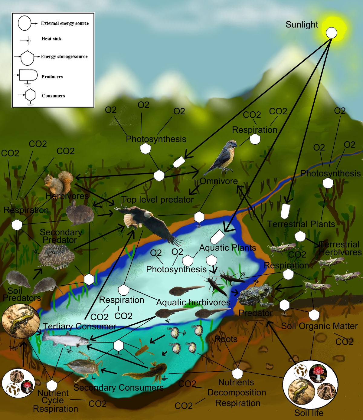 Detailed Photosynthesis Diagram