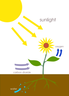 Detailed Photosynthesis Diagram