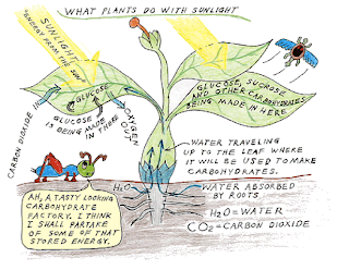 Detailed Photosynthesis Diagram