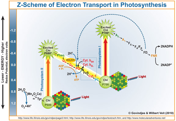 Detailed Photosynthesis Diagram