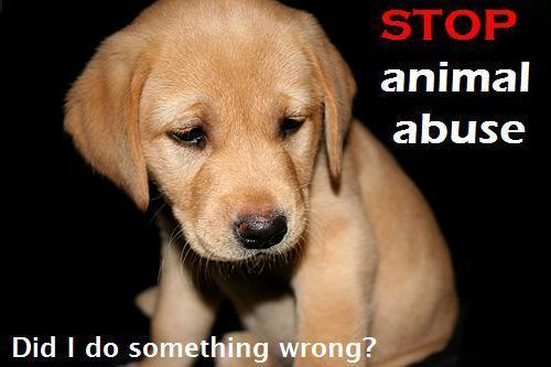 Dog Abuse Pictures