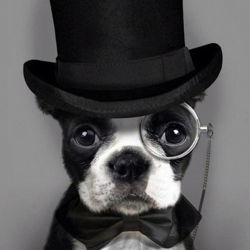 Dog Top Hat Monocle