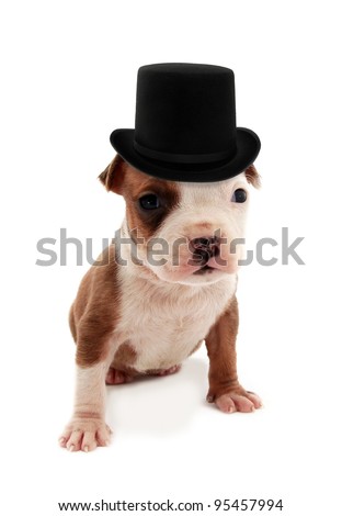 Dog Top Hat Monocle