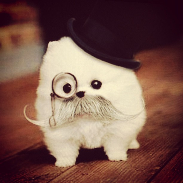 Dog Top Hat Monocle