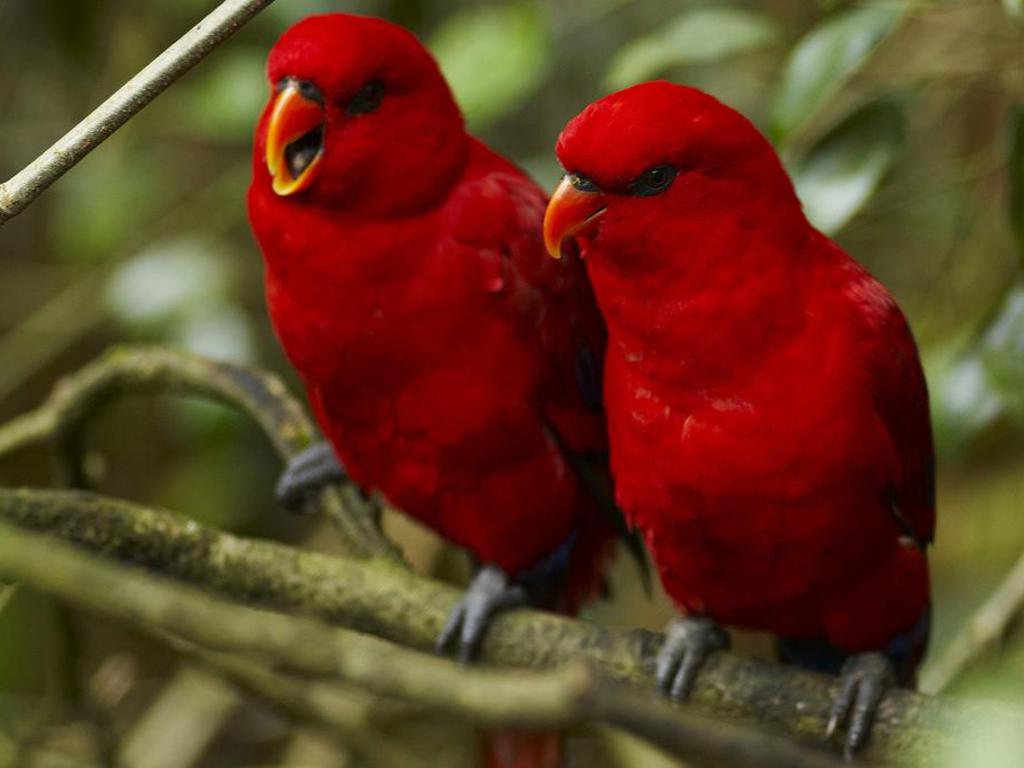 Download Wallpapers Of Love Birds