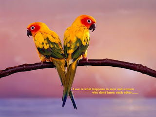 Download Wallpapers Of Love Birds