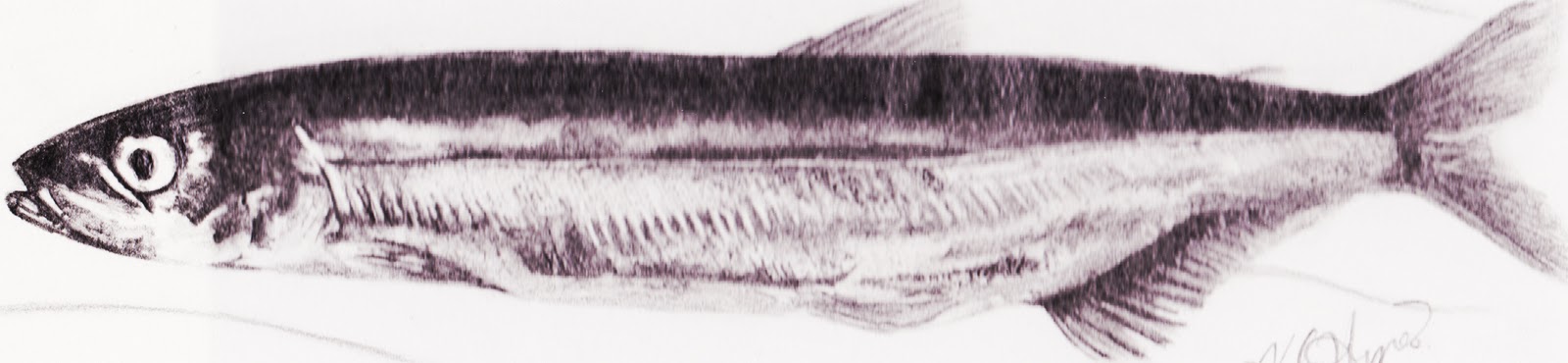 Drawings Of Schools Of Fish