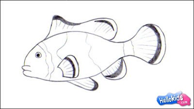 Drawings Of Schools Of Fish