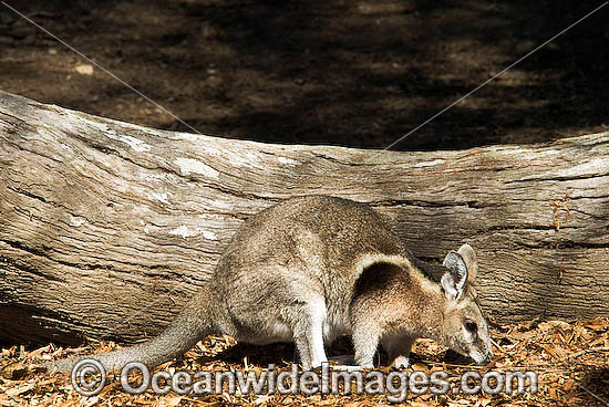 Endangered Australian Animals List