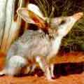 Endangered Australian Animals List