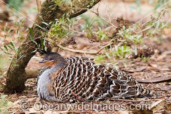 Endangered Australian Animals List