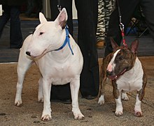 English Bull Terrier Brindle