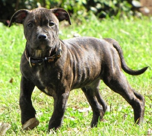 English Bull Terrier Brindle