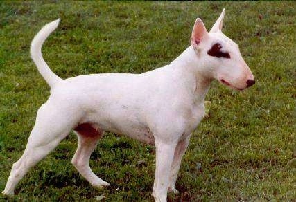 English Bull Terrier Brindle