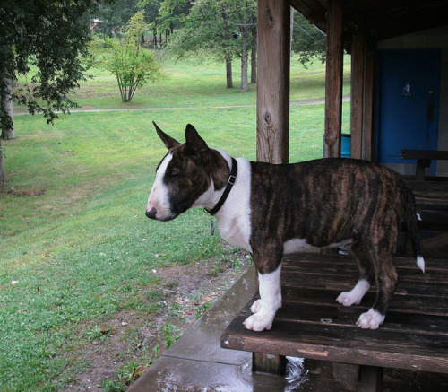 English Bull Terrier Brindle