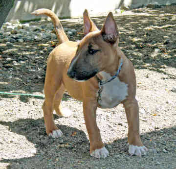 English Bull Terrier Brindle