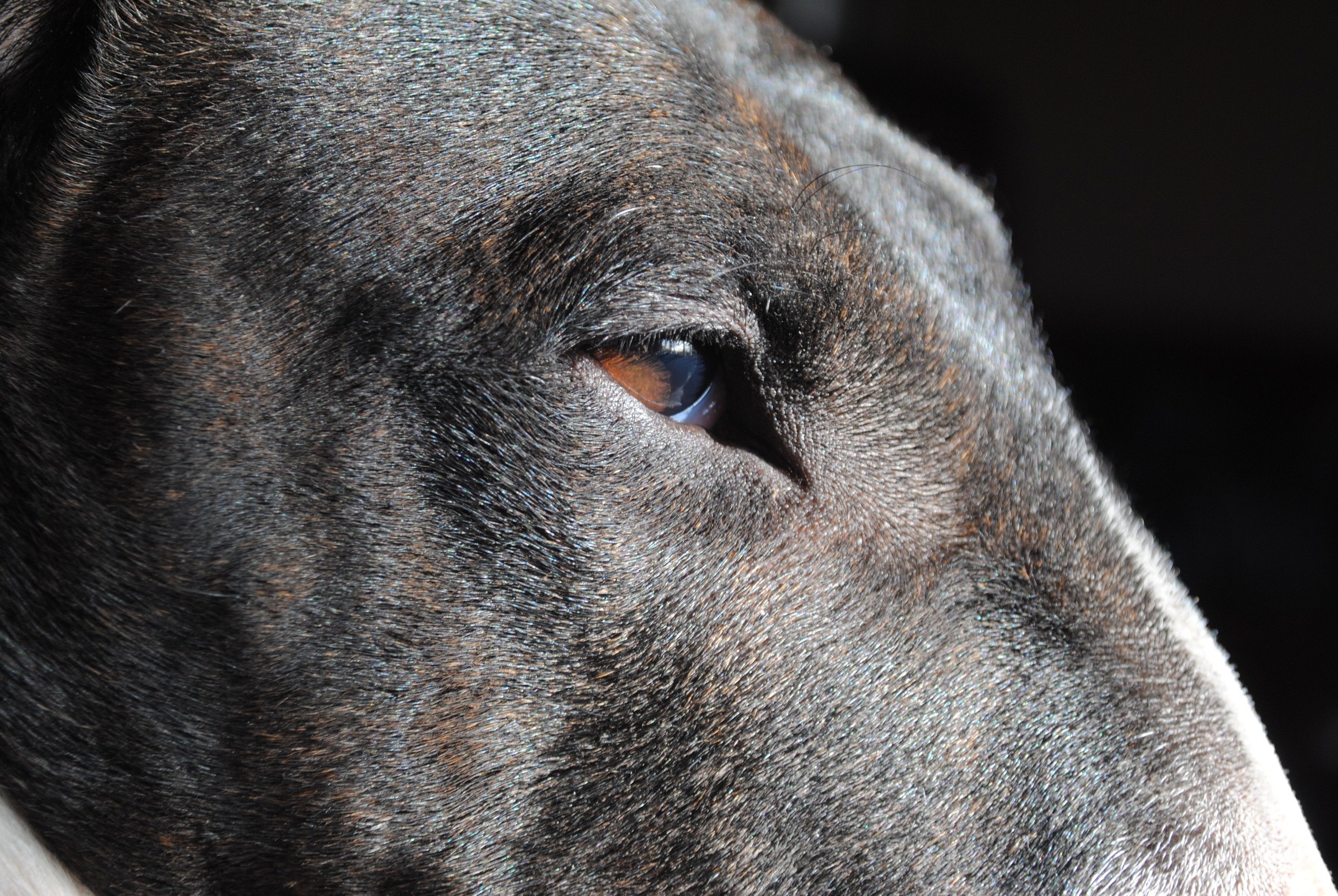 English Bull Terrier Brindle