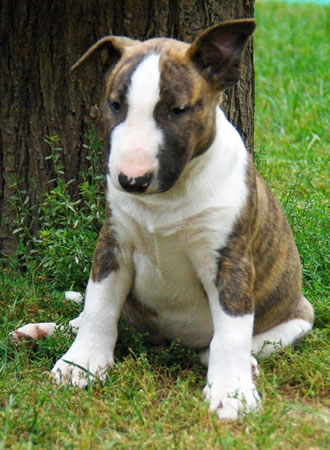 English Bull Terrier Brindle