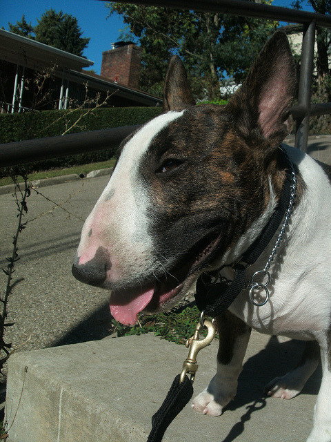 English Bull Terrier Brindle