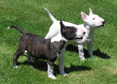 English Bull Terrier Cross