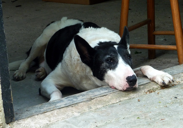 English Bull Terrier Cross