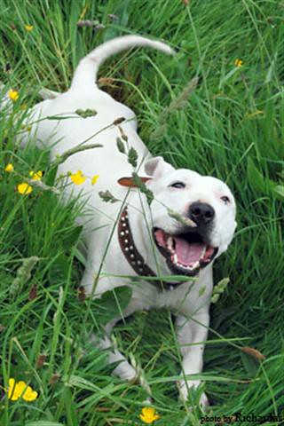 English Bull Terrier Cross