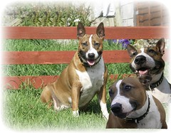 English Bull Terrier Cross