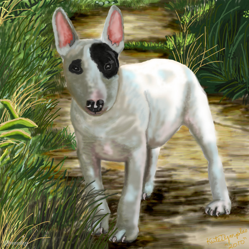 English Bull Terrier Drawing