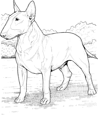 English Bull Terrier Drawing